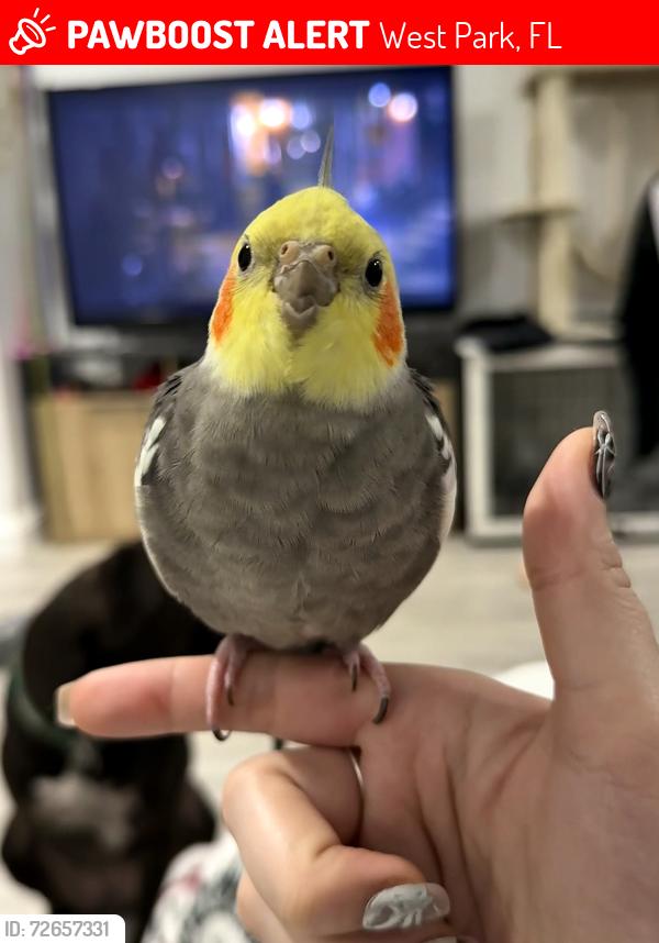 Lost Male Bird last seen Close to Wawa on Hallandale Beach Blvd, West Park, FL 33023