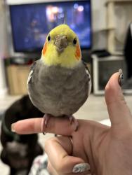 Lost Male Bird last seen Close to Wawa on Hallandale Beach Blvd, West Park, FL 33023