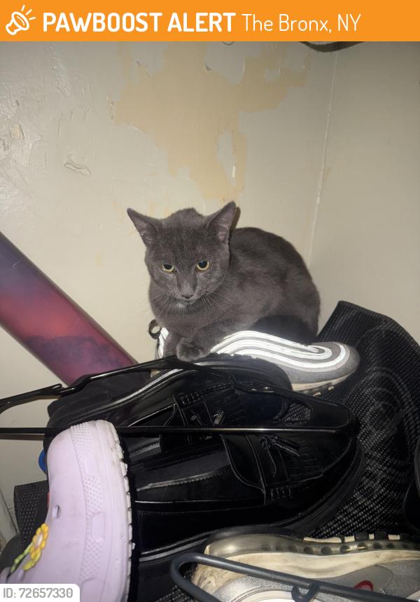 Found/Stray Unknown Cat last seen Jackson Ave , The Bronx, NY 10455