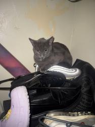 Found/Stray Unknown Cat last seen Jackson Ave , The Bronx, NY 10455