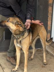 Found/Stray Male Dog last seen Near and 731 across from the new subdivision , Burleson, TX 76028