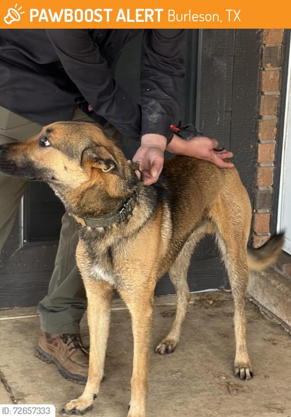 Found/Stray Male Dog last seen Near and 731 across from the new subdivision , Burleson, TX 76028