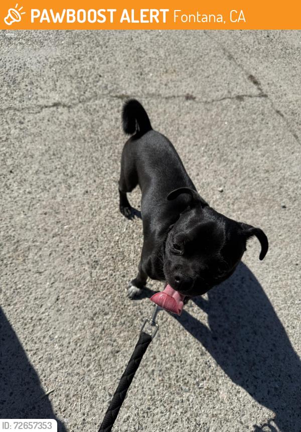 Found/Stray Unknown Dog last seen Beach and hemlock, Fontana, CA 92335