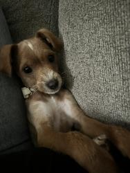 Lost Male Dog last seen Berry street and South grove, Fort Worth, TX 76110