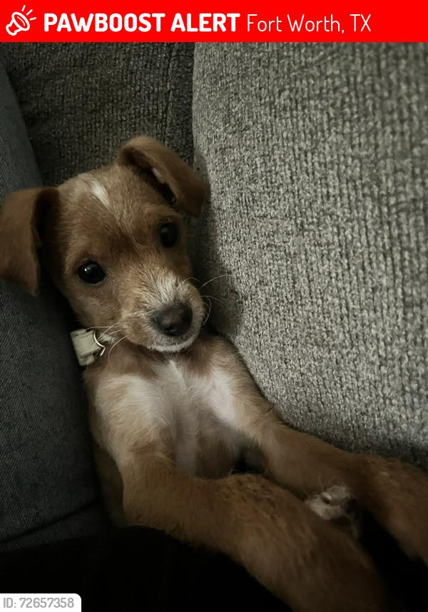 Lost Male Dog last seen Berry street and South grove, Fort Worth, TX 76110