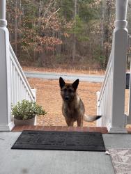 Lost Female Dog last seen Blanchard rd near Hwy 20, Alamance County, NC 27217