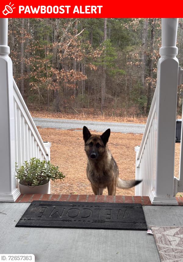 Lost Female Dog last seen Blanchard rd near Hwy 20, Alamance County, NC 27217