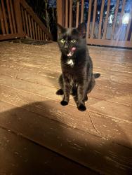 Found/Stray Male Cat last seen south sycamore, hes been coming to my hse to eat, Clifton Heights, PA 19018