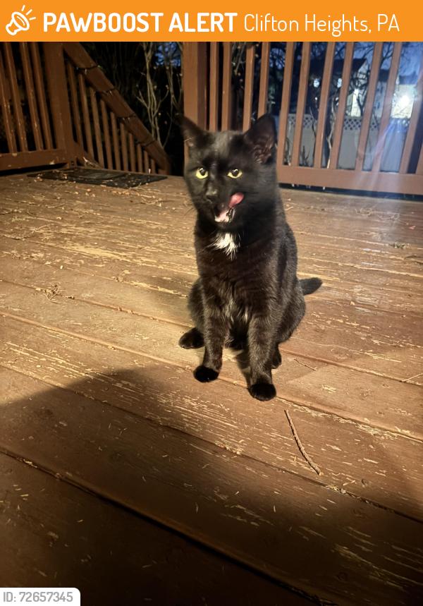 Found/Stray Male Cat last seen south sycamore, hes been coming to my hse to eat, Clifton Heights, PA 19018