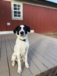 Found/Stray Male Dog last seen Target Parking Lot, Cleveland, TN 37312