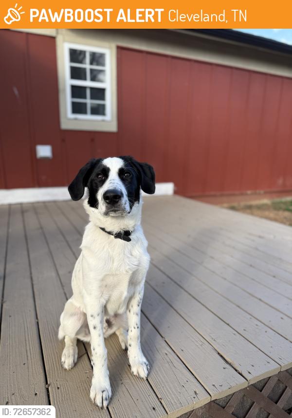 Found/Stray Male Dog last seen Target Parking Lot, Cleveland, TN 37312