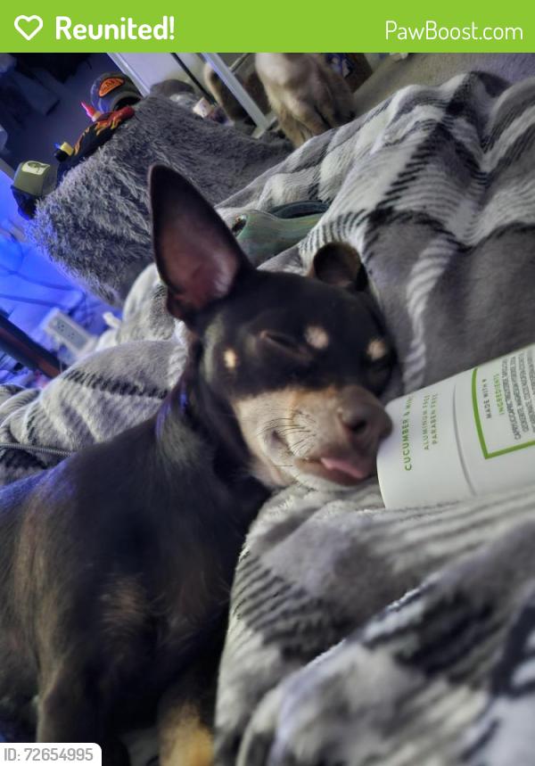Reunited Female Dog in Las Vegas, NV 89147 (ID: 72654995) | PawBoost