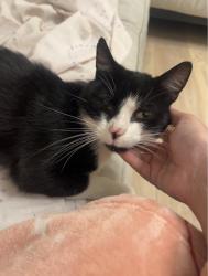 Lost Male Cat last seen Allenton , Allenton, England DE24