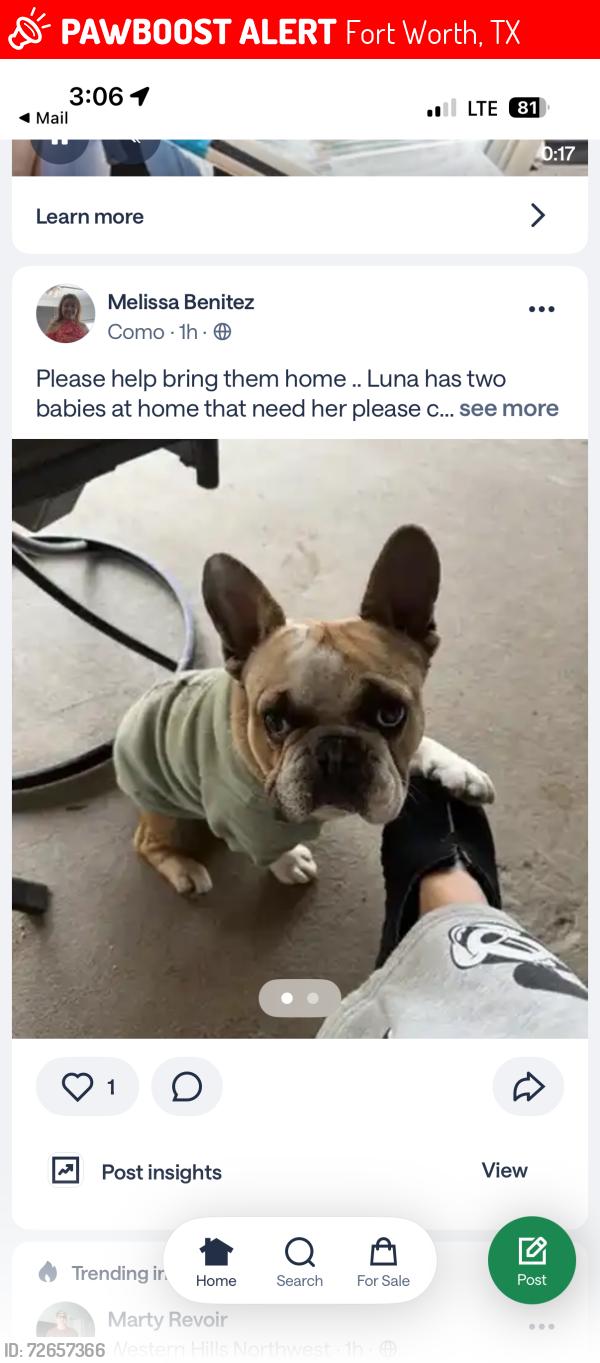 Lost Male Dog last seen Vickery st, Fort Worth, TX 76107