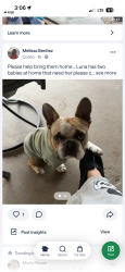 Lost Male Dog last seen Vickery st, Fort Worth, TX 76107