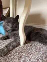 Lost Male Cat last seen No Nonsense Neutering , Plains, PA 18702