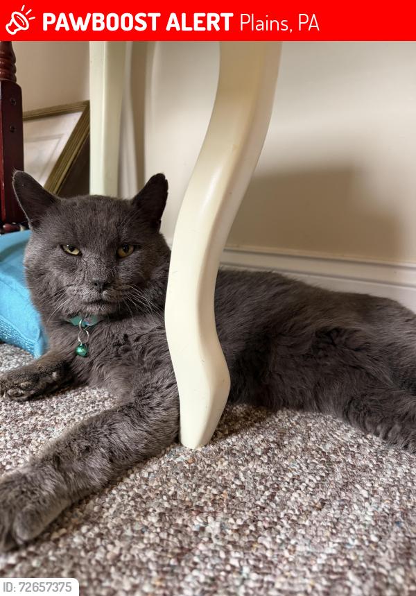 Lost Male Cat last seen No Nonsense Neutering , Plains, PA 18702