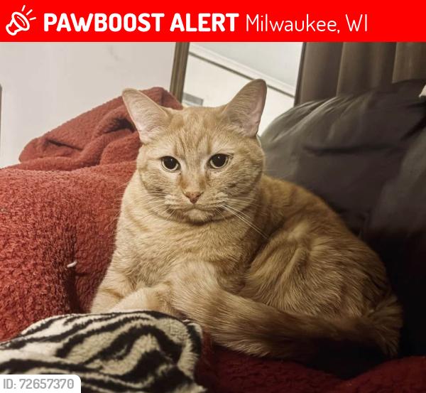 Lost Male Cat last seen Howard Ave between Taylor and Griffin, Milwaukee, WI 53207
