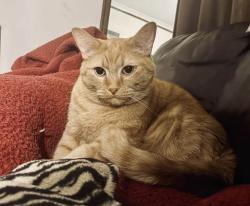 Lost Male Cat last seen Howard Ave between Taylor and Griffin, Milwaukee, WI 53207