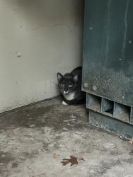 Found/Stray Unknown Cat last seen Costco, Fort Worth, TX 76132
