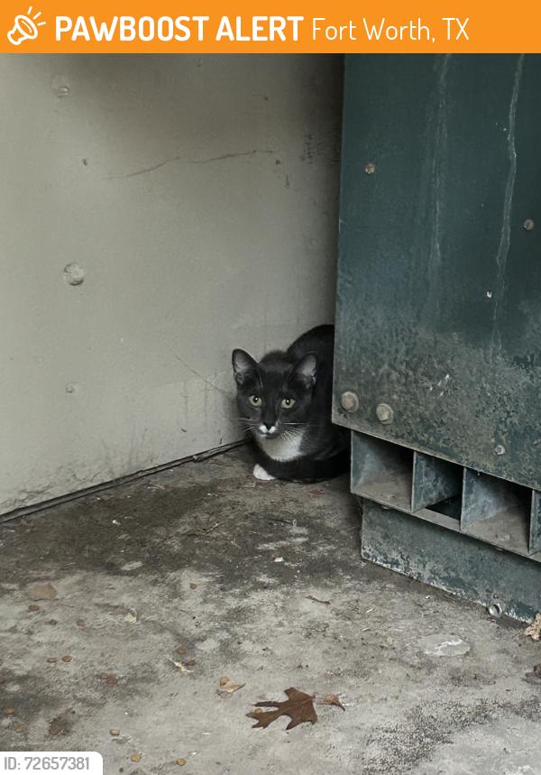 Found/Stray Unknown Cat last seen Costco, Fort Worth, TX 76132