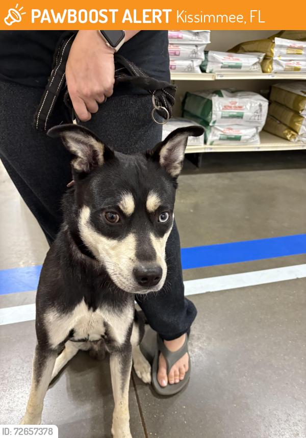 Found/Stray Male Dog last seen Mill Slough Elementary School, Kissimmee, FL 34744
