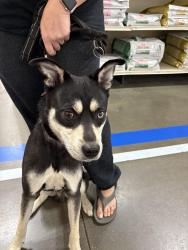 Found/Stray Male Dog last seen Mill Slough Elementary School, Kissimmee, FL 34744