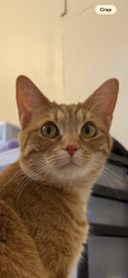 Lost Female Cat last seen Edgewood ave , Burlington, NC 27215