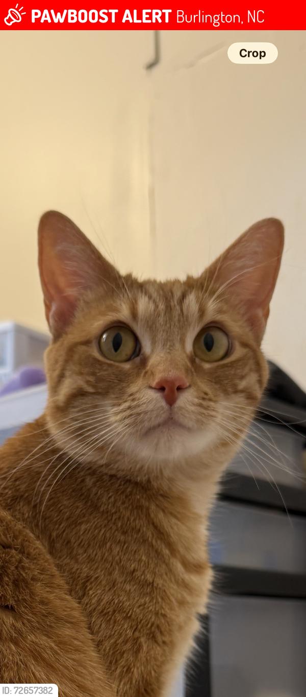 Lost Female Cat last seen Edgewood ave , Burlington, NC 27215
