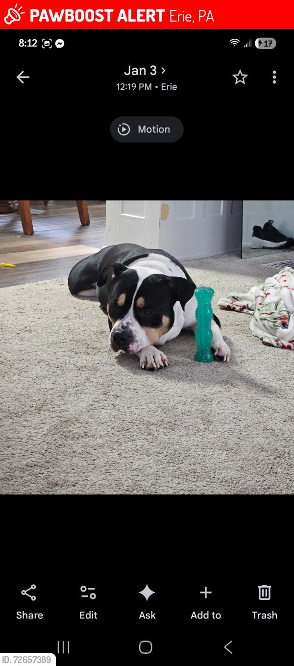 Lost Male Dog last seen East Avenue , Erie, PA 16504