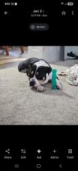 Lost Male Dog last seen East Avenue , Erie, PA 16504
