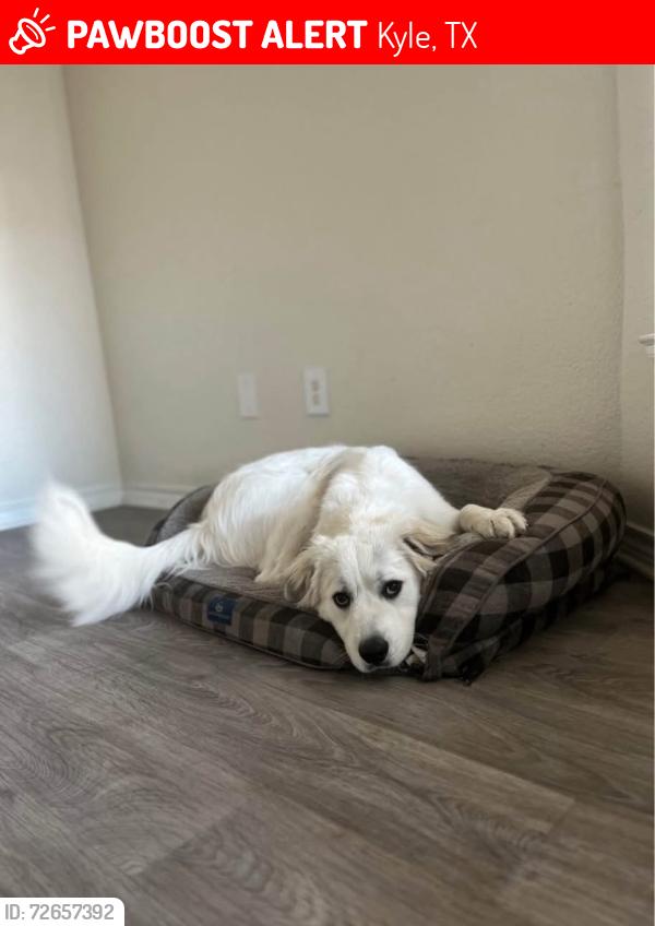 Lost Male Dog last seen Texas , Kyle, TX 78640