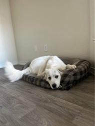 Lost Male Dog last seen Texas , Kyle, TX 78640