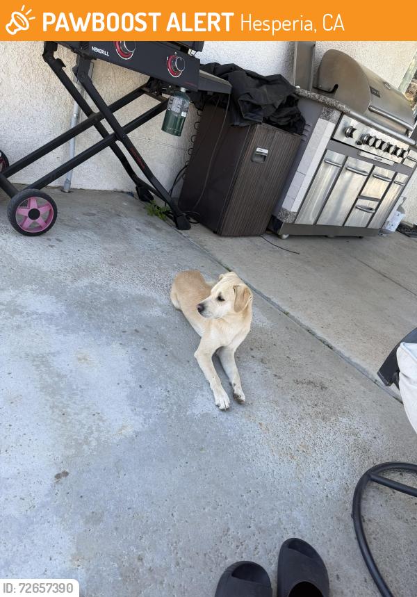 Found/Stray Male Dog last seen Seaforth / I ave , Hesperia, CA 92345