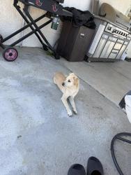 Found/Stray Male Dog last seen Seaforth / I ave , Hesperia, CA 92345