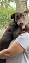 Lost Female Dog last seen 183rd and wentworth, Homewood, IL 60430