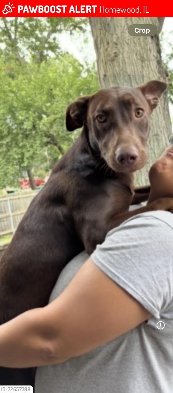 Lost Female Dog last seen 183rd and wentworth, Homewood, IL 60430
