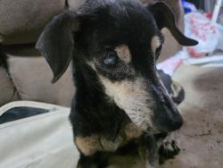 Found/Stray Unknown Dog last seen Highway 211,  hop sing trail, San Antonio, TX 78253