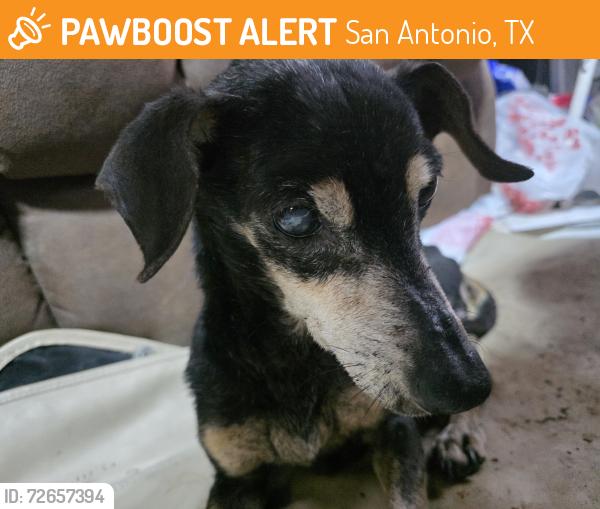 Found/Stray Unknown Dog last seen Highway 211,  hop sing trail, San Antonio, TX 78253