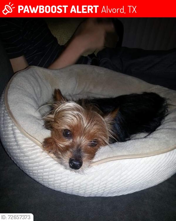 Lost Male Dog last seen S Hubbard St and frontage road, Alvord, TX 76225