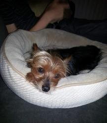 Lost Male Dog last seen S Hubbard St and frontage road, Alvord, TX 76225