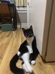 Lost Male Cat last seen Bernhart ave 19605, Muhlenberg Township, PA 19605