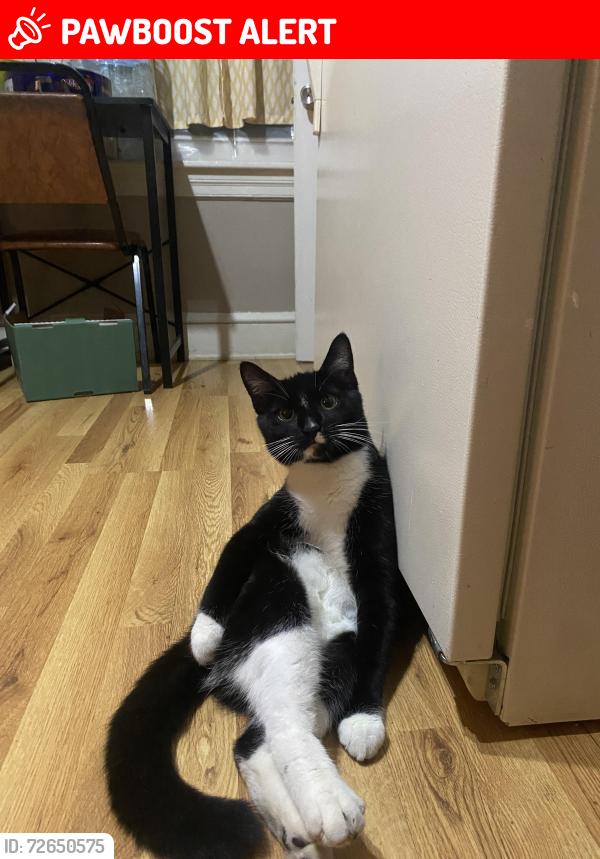 Lost Male Cat last seen Bernhart ave 19605, Muhlenberg Township, PA 19605