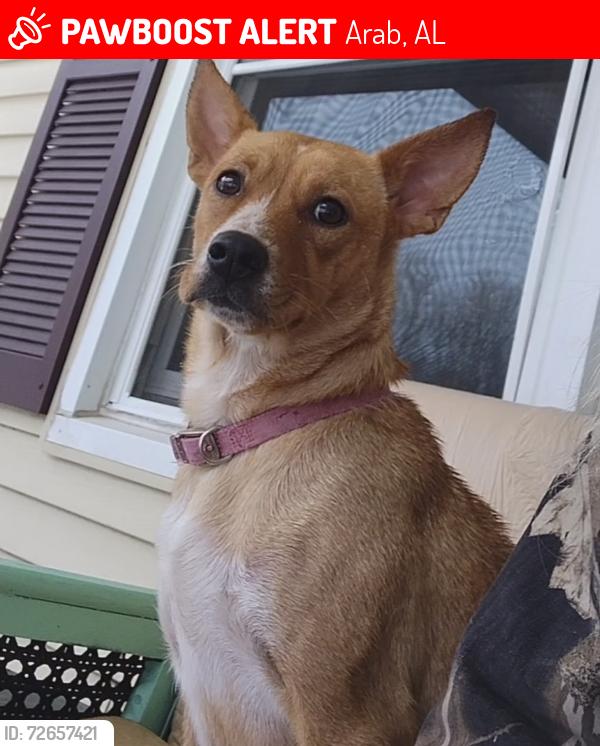 Lost Female Dog last seen Four c volunteer fire Department, Arab, AL 35016