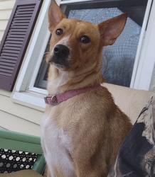 Lost Female Dog last seen Four c volunteer fire Department, Arab, AL 35016