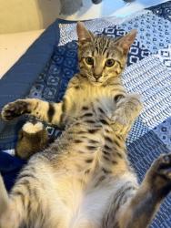 Lost Female Cat last seen Commissioners and Pondmills, London, ON N5Z 4Y3