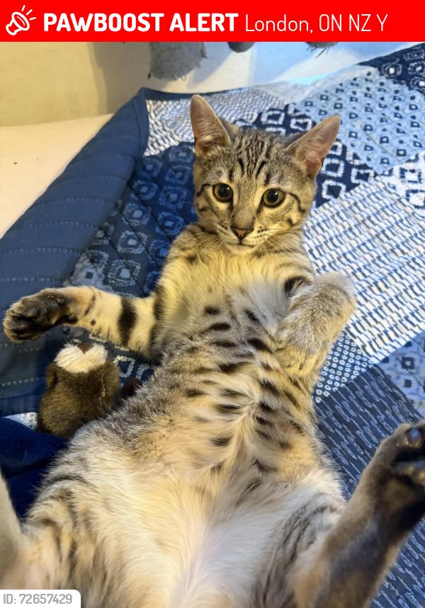 Lost Female Cat last seen Commissioners and Pondmills, London, ON N5Z 4Y3