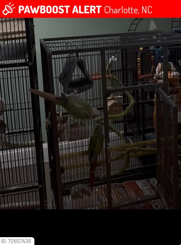 Lost Male Bird last seen South boulevard , Charlotte, NC 28210