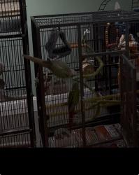 Lost Male Bird last seen South boulevard , Charlotte, NC 28210