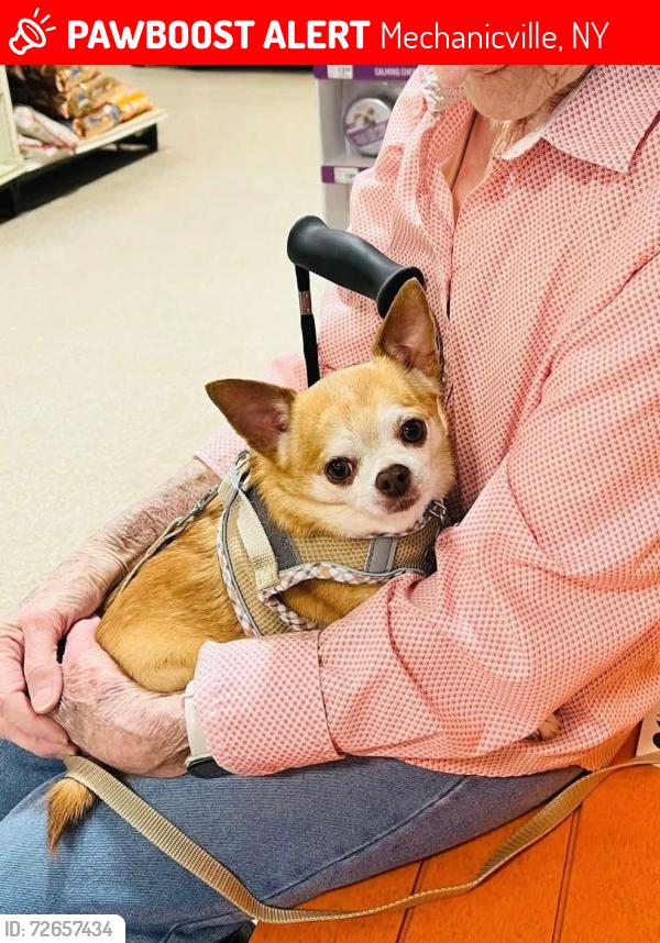 Lost Male Dog last seen Timothy Drive,Dormie Ave,Fairways, Mechanicville, NY 12118